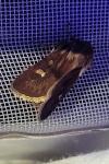 Cerapteryx graminis