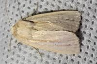 Mythimna impura