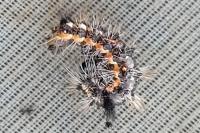 Acronicta rumicis