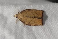 Pandemis corylana