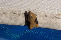 Acleris laterana