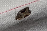 Acleris laterana