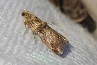 Acrobasis tumidana