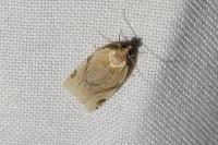 Paramesia gnomana