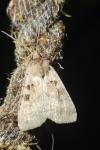 Xestia stigmatica