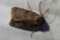 Xestia sexstrigata