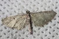 Eupithecia