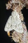 Acronicta aceris