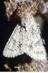 Acronicta aceris