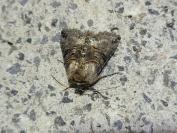 Abrostola tripartita