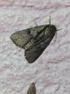 Acronicta alni