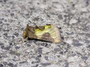 Diachrysia stenochrysis