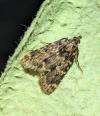 Aglossa caprealis