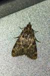 Aglossa caprealis