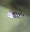 Apotomis betuletana