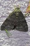 Catocala nupta