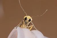 Indalia pygmaeola pallifrons