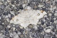 Macaria notata