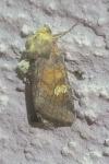 Amphipoea oculea