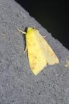 Cirrhia icteritia