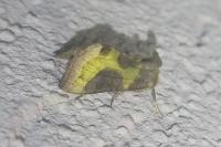 Diachrysia chrysitis