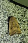 Noctua interjecta