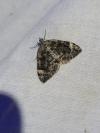Dysstroma citrata