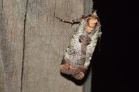 Epilecta linogrisea