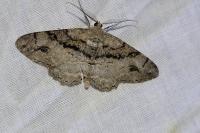 Alcis deversata