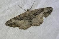 Alcis deversata