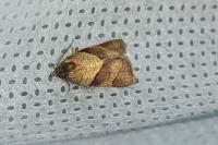 Philedone gerningana