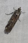 Pempelia palumbella