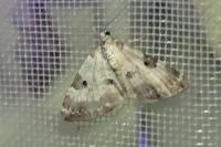 Perizoma blandiata