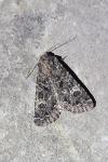 Apamea furva