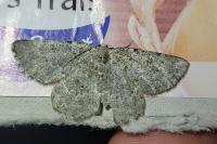 Charissa obscurata obscurata