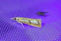 Catoptria permutatellus/myella/osthelderi