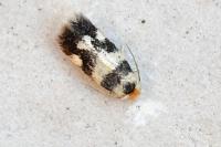 Etainia