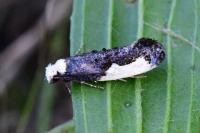 Monopis monachella