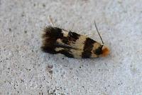 Etainia