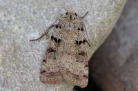 Eugnorisma depuncta