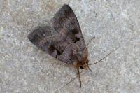 Xestia stigmatica