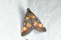 Pyrausta aurata