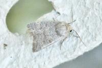 Hoplodrina ambigua