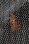 Chersotis cuprea
