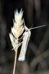 Ancylolomia tentaculella