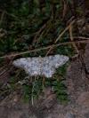 Idaea contiguaria