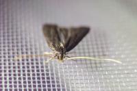 Homaloxestis briantiella