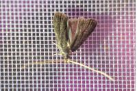 Homaloxestis briantiella