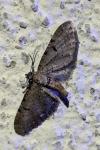 Eupithecia absinthiata
