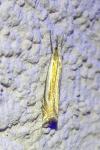 Crambus pascuella